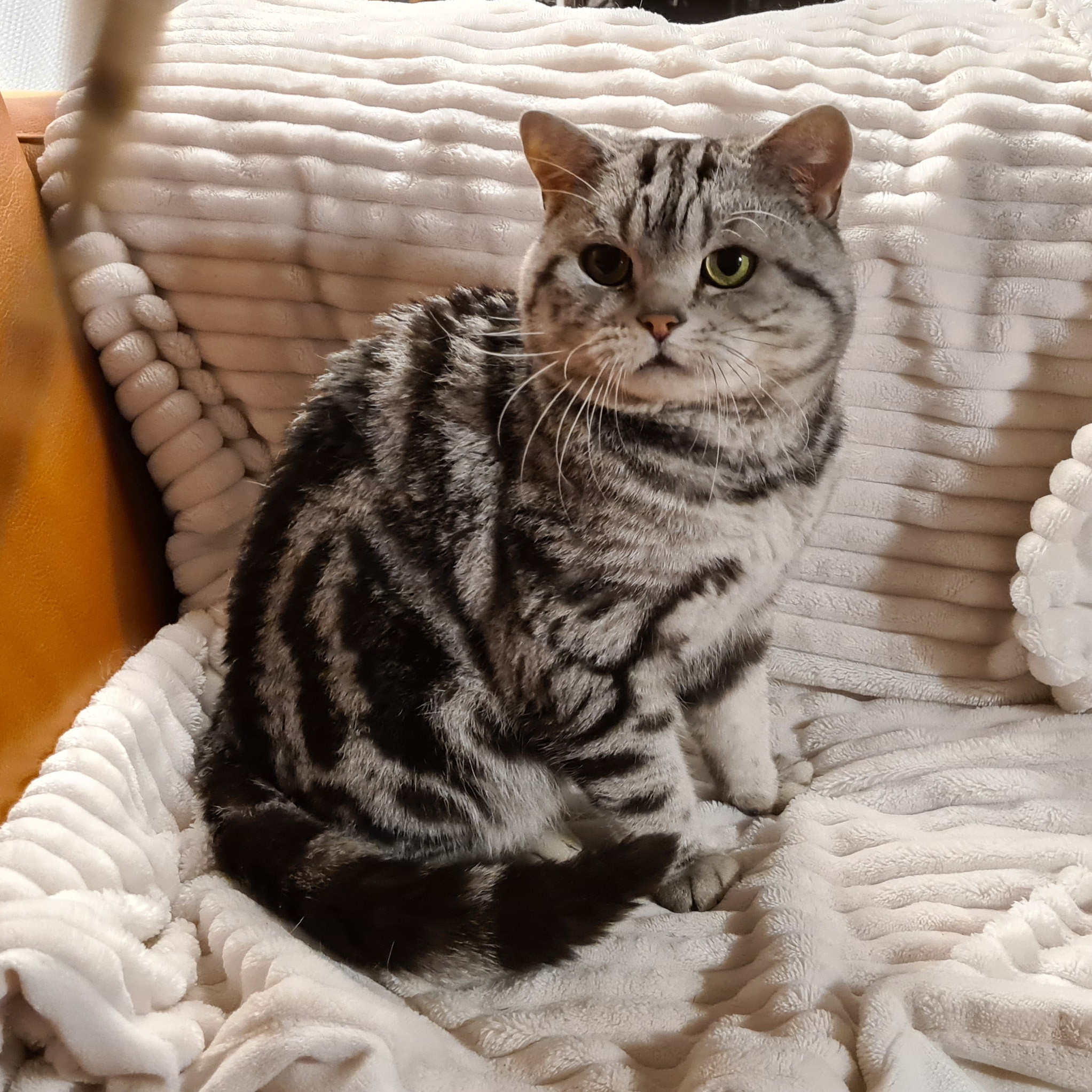 IC Nightrunner's Strongbow (Freddie)